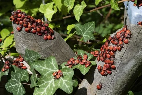 Fire bugs firebug Pyrrhocoris apterus French beetle mass assembly Berlin Stock Photos