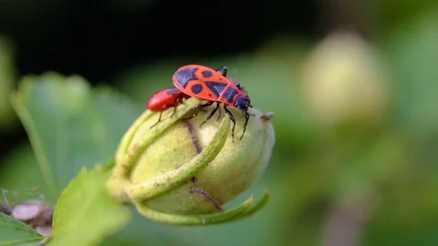 Fire bugs v3 Stock Footage 89689340