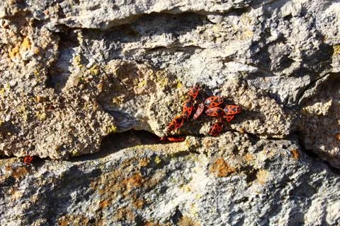 Fire bugs on the wall Stock Photos