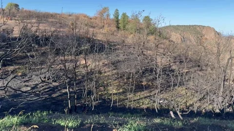 Fire burn Stock Footage 318031681