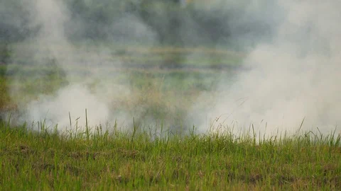 Fire burn grass and rice field agriculture in countryside, flame and smoke 動画素材 129779206