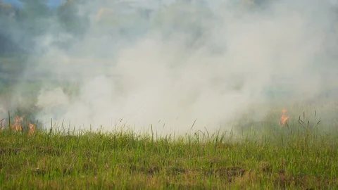 Fire burn grass and rice field agriculture in countryside, flame and smoke Stock-Footage 129779415