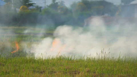 Fire burn grass and rice field agriculture in countryside, flame and smoke Stock Footage 129779513