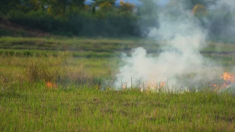 Fire burn grass and rice field agriculture in countryside, flame and smoke Stock Footage 129780413