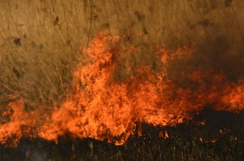 Fire burn grass Stock Photos