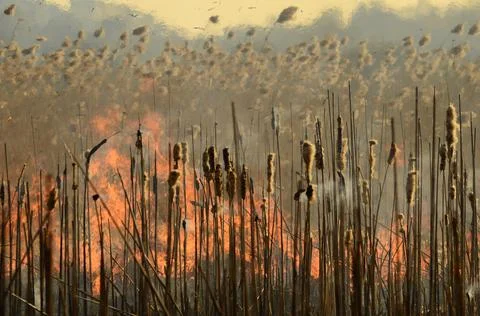 Fire burn grass Stock Photos