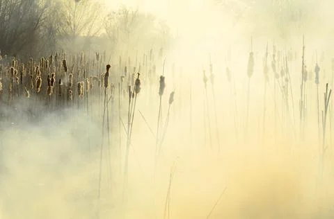 Fire burn grass Stock Photos