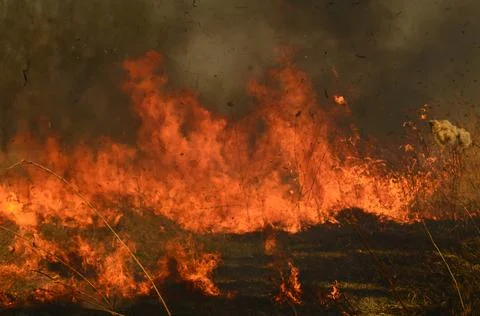 Fire burn grass Stock Photos