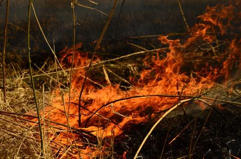 Fire burn grass Stock Photos
