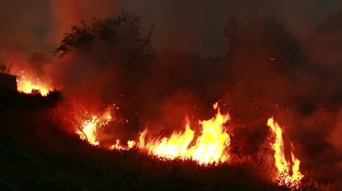 Fire burn storm in the forest. Stock Footage 45719073