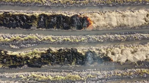 Fire burn of straw paddy field Video stock 179381878