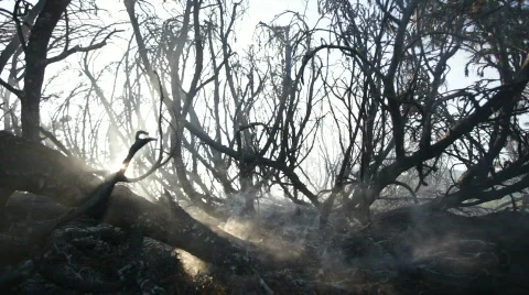 Fire. The burned down trees. Video stock 848528