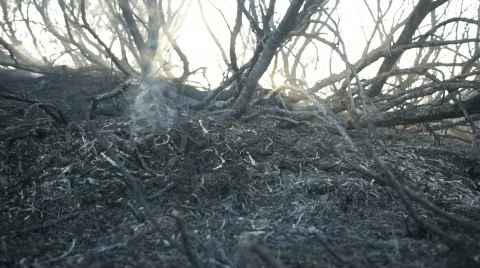 Fire. The burned down trees. Stock Footage 848755