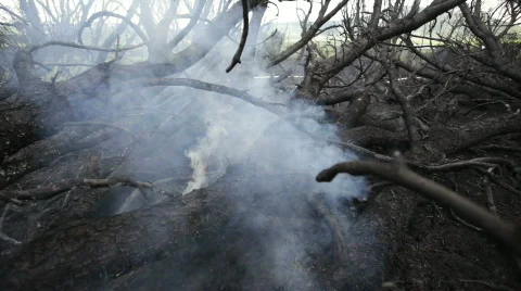 Fire. The burned down trees. Video stock 848778