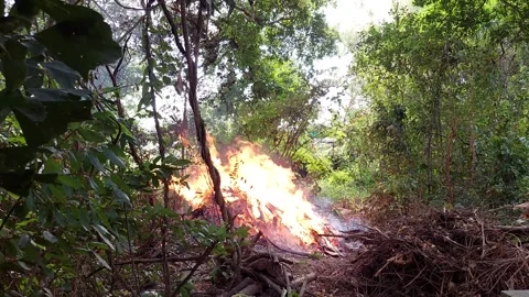 The fire burned even more when branches in Stock-Footage 260324986