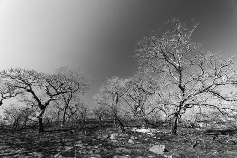 Fire Burned Trees Hillside Black White Stock Photos