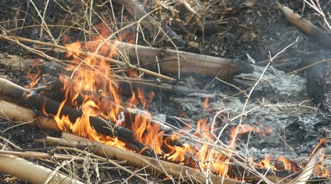 Fire burning the bamboo shoot Stock Footage 64078165