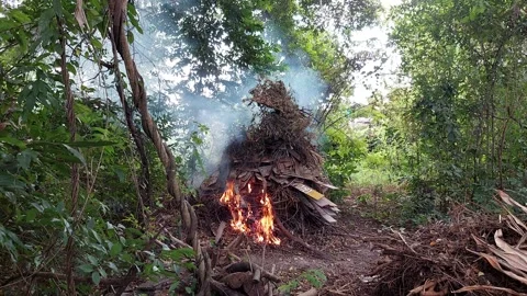 The fire is burning the branches Stock Footage 260318428