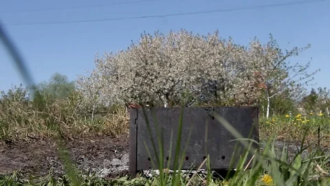 Fire is burning in the brazier against the backdrop of a lush flowering tree Stock Footage 111685323