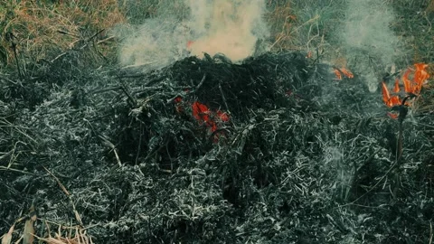 Fire Burning Dry Grass And Vegetation Outdoors With Smoke, 4k video Stock Footage 340523036