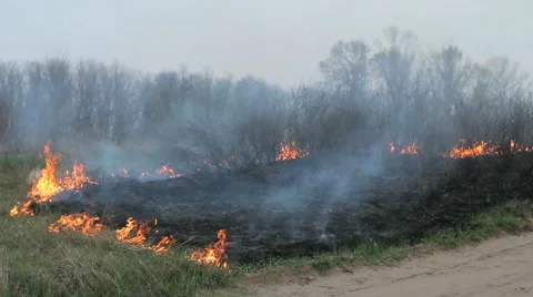 Fire burning dry grass on forest meadow, wildfire, scorched earth, ash, smoke Stock Footage 63418116