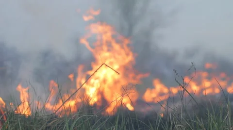 Fire burning dry grass on forest meadow, field, wildfire spreading Stock Footage 63418249