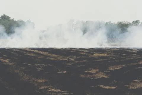 Fire burning dry grass it danger for environment Foto stock