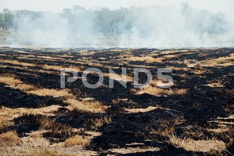 Fire burning dry grass it danger for environment Stock Photos