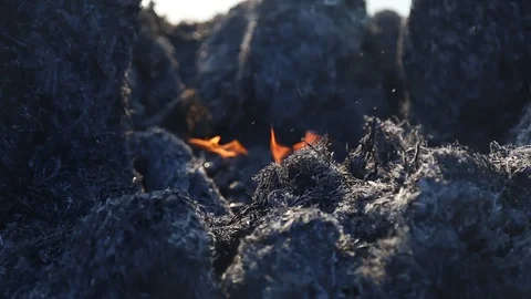 Fire is burning dry grass at spring time. Nature burns, bushes, tree branches Stock-Footage 128516861