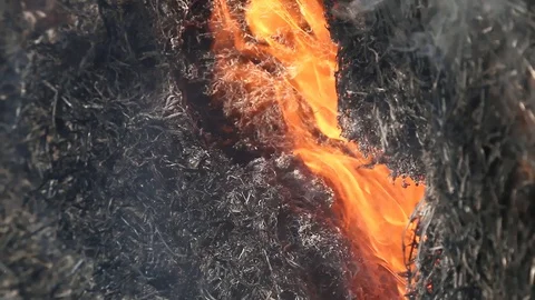 Fire is burning dry grass at spring time. Nature burns, bushes, tree branches Stock-Footage 128517049