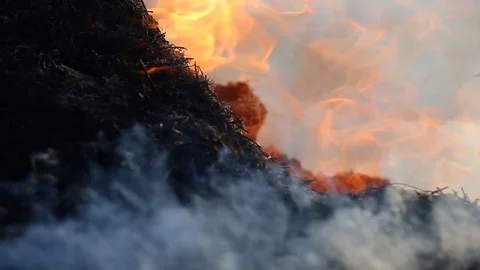 Fire is burning dry grass at spring time. Nature burns, bushes, tree branches Stock-Footage 128517128