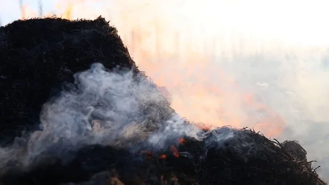 Fire is burning dry grass at spring time. Nature burns, bushes, tree branches Stock-Footage 128517194