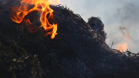 Fire is burning dry grass at spring time. Nature burns, bushes, tree branches Stock-Footage 128517248