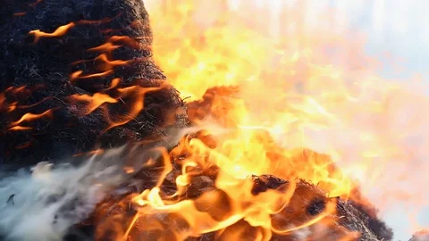 Fire is burning dry grass at spring time. Nature burns, bushes, tree branches Stock-Footage 128517518