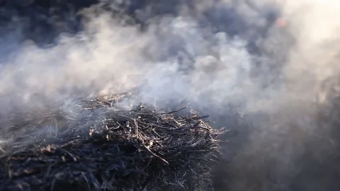 Fire is burning dry grass at spring time. Nature burns, bushes, tree branches Stock-Footage 128518031