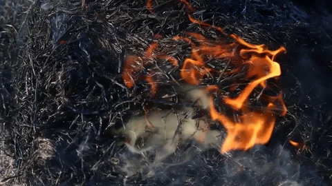 Fire is burning dry grass at spring time. Nature burns, bushes, tree branches Видео 128518338