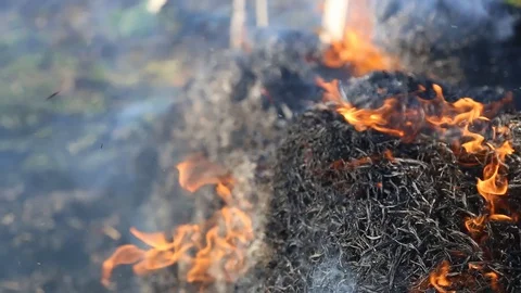 Fire is burning dry grass at spring time. Nature burns, bushes, tree branches Stock-Footage 128518413