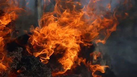 Fire is burning dry grass at spring time. Nature burns, bushes, tree branches Видео 128519234