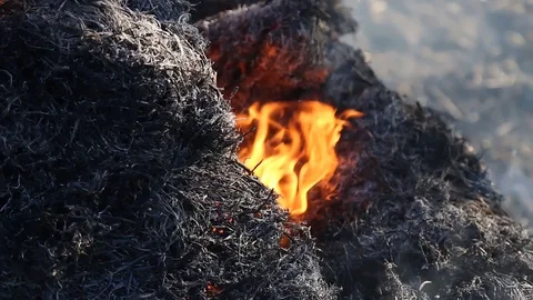 Fire is burning dry grass at spring time. Nature burns, bushes, tree branches Видео 128519515