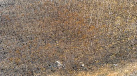 .The fire is burning Eucalyptus. Stock Photos