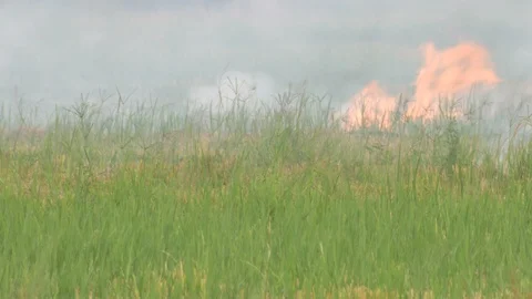 Fire burning in the field Stock Footage 90056341