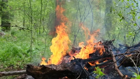 A fire is burning in the forest, the beginning of a fire Stock Footage 300765177