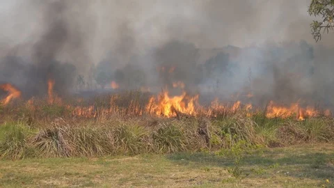 Fire burning forest with big smoke, Stock-Footage 104738515
