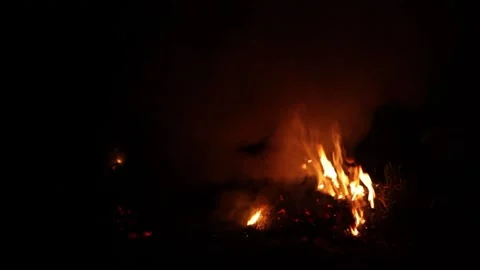 Fire is burning in the forest in the dark night Stock Footage 251697140