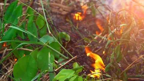 Fire burning in forest on daytime Stock Footage 82719254