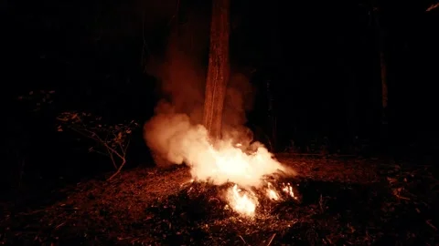 Fire Burning on Forest Floor at Night with Smoke and Flames Video stock 327207579