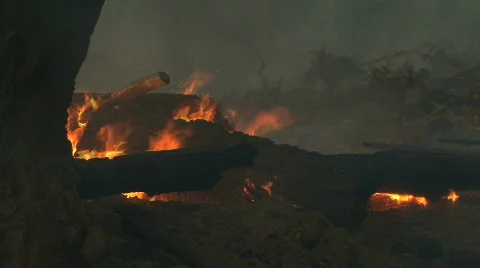 Fire burning in forest Stock Footage 711433