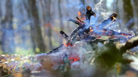 Fire burning in the forest Vídeos de archivo 41118598