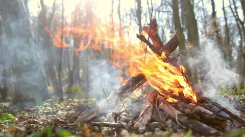 Fire burning in the forest Stock-Footage 41119709