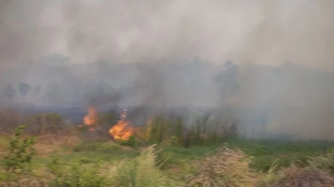 The fire is burning the forest 스톡 동영상 104738031